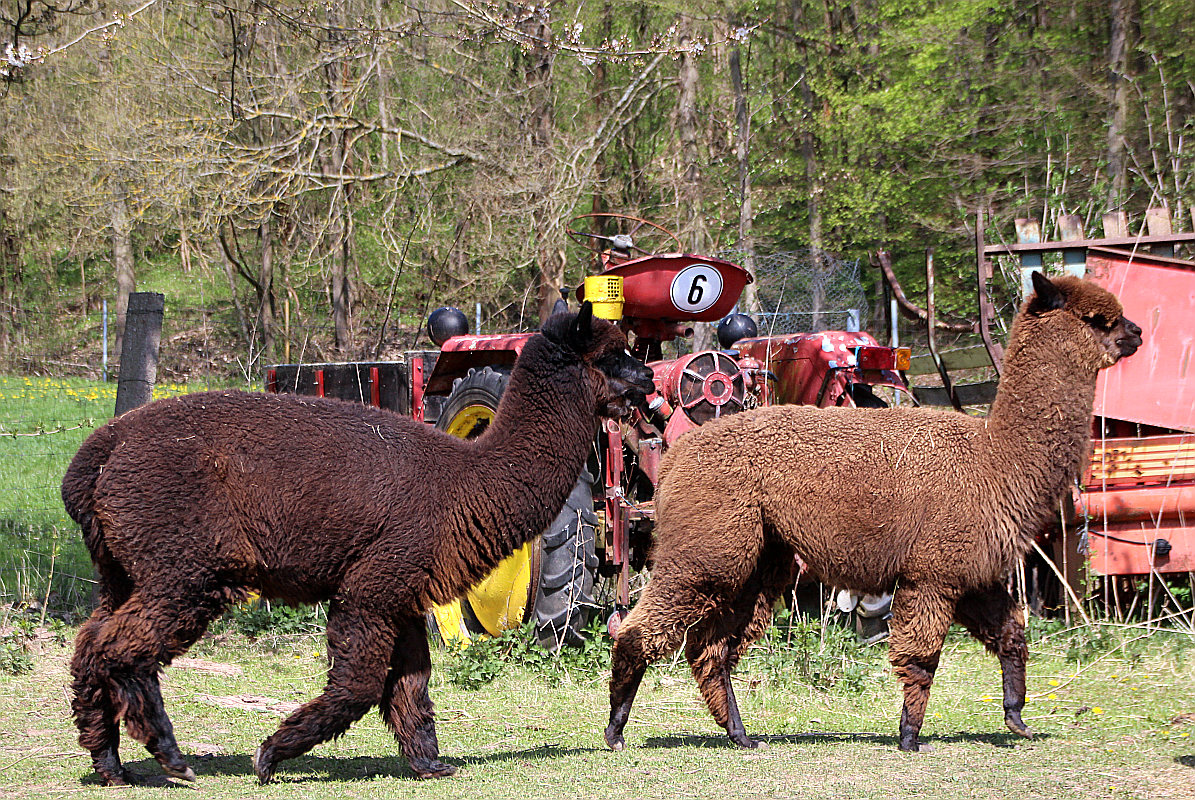 black alpacas