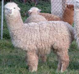 braunes Alpaca
