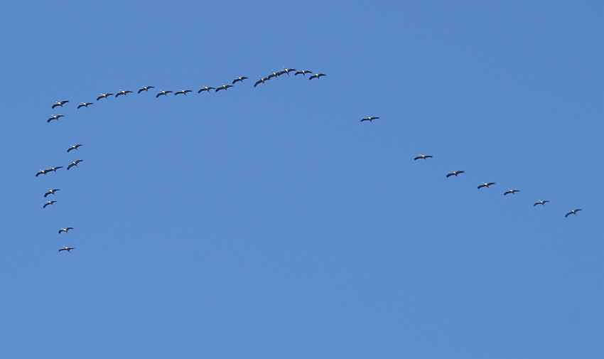 14.&15.10.2007-flogen ca.20000 Kraniche �ber unsere Farm.jpg