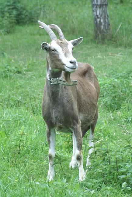 Th�ringer Waldziege.jpg