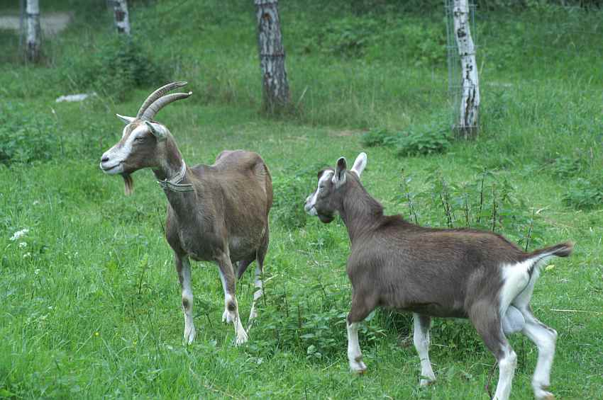 Th�ringer Waldziegen.jpg