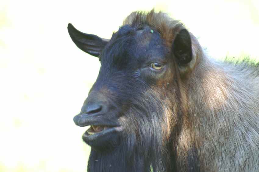 fl�mender ziegenbock.jpg