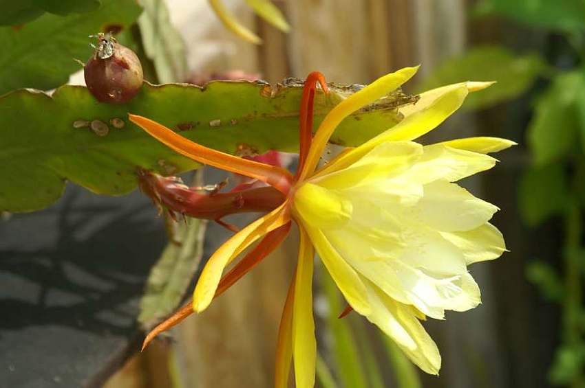 gelbe bl�te blatt kaktus.jpg