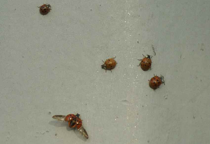 k�fer der fliegt.jpg