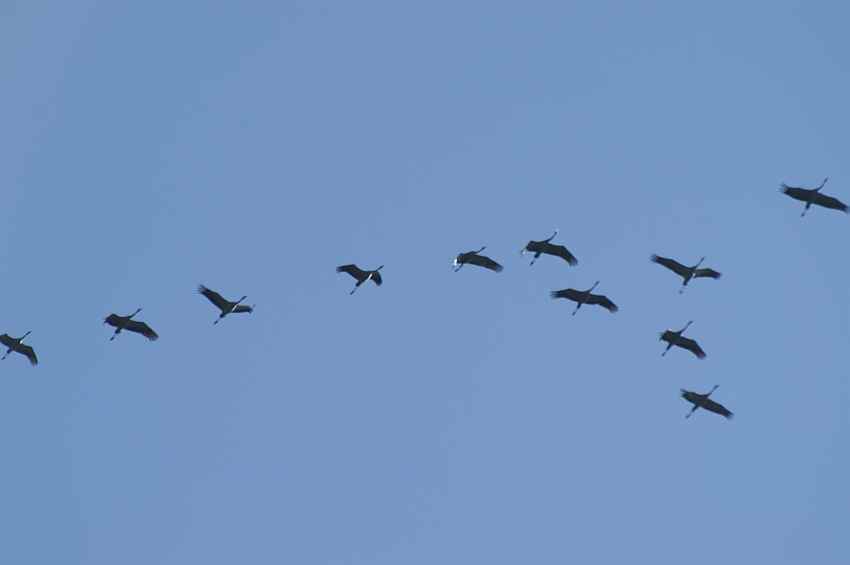 kraniche �ber der www.surifarm.de.jpg