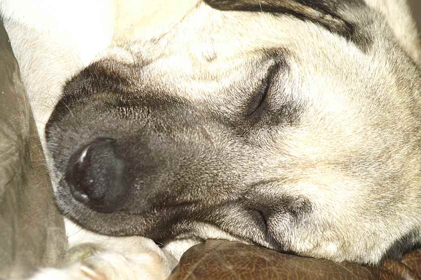 m�der w�chter.jpg