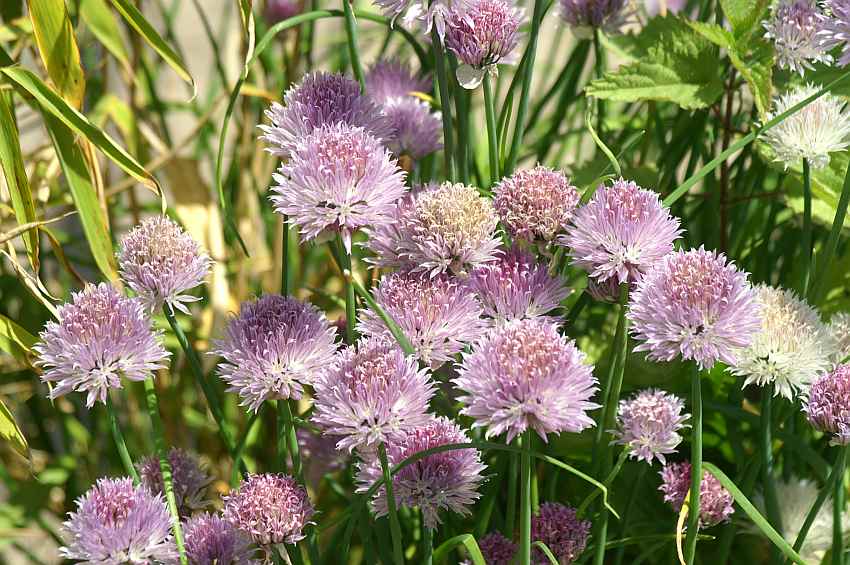 schnittlauch bl�te.jpg