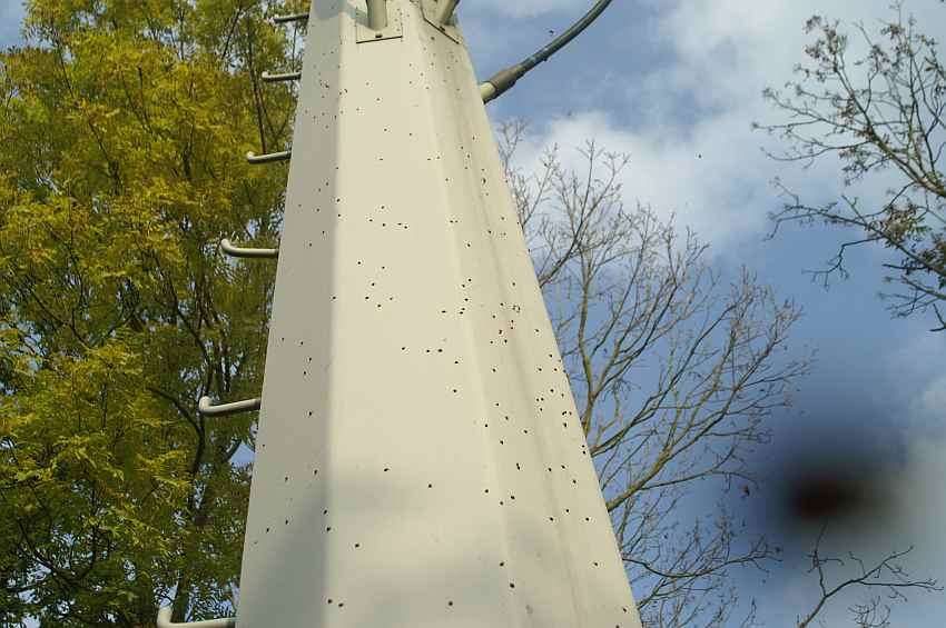 viele marienk�fer.jpg