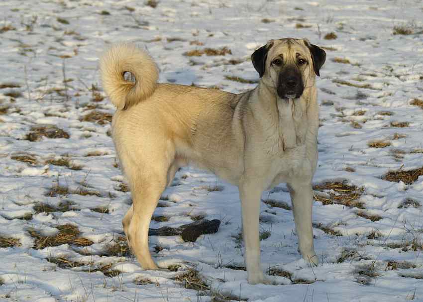 w�chter sivas kangal.jpg